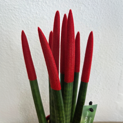 Sansevieria cylindrique - Hauteur 20-40cm - Pot 9cm