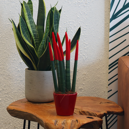 Sansevieria cylindrique - Hauteur 20-40cm - Pot 9cm