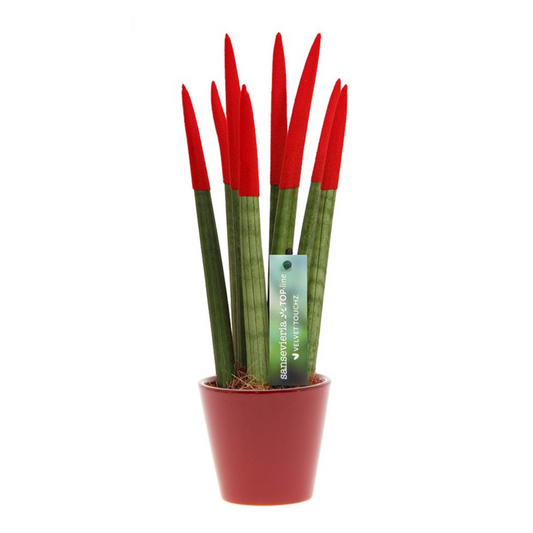 Snake Plant Velvet Touch - Sansevieria cylindrica - Height 20-40cm - ⌀9cm