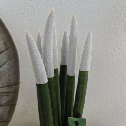 Langue de belle-mère - Sansevieria - Blanc - Hauteur 20-40cm - ⌀9cm