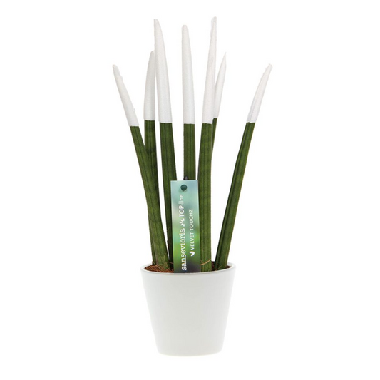 Snake Plant Velvet Touch - Sansevieria cylindrica - Height 20-40cm - ⌀9cm