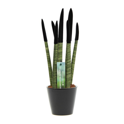 Snake Plant Velvet Touch - Sansevieria cylindrica - Height 20-40cm - ⌀9cm