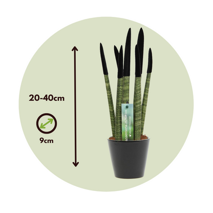 Snake Plant Velvet Touch - Sansevieria cylindrica - Height 20-40cm - ⌀9cm