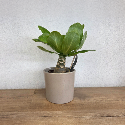 Palmier hawaïen - Brighamia insignis - Hauteur 25-35cm - Pot 12cm