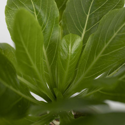 Palmier hawaïen - Brighamia insignis - Hauteur 25-35cm - Pot 12cm
