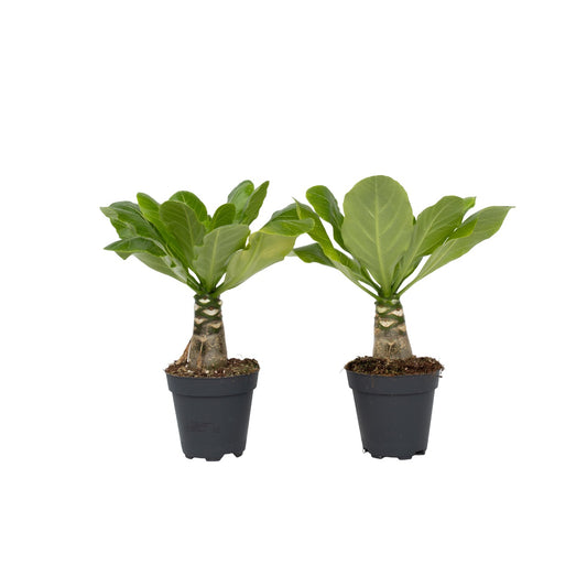 Hawaii Palm - 2 pcs. - Brighamia 'Insignis' - Height 25-35cm - ⌀12cm