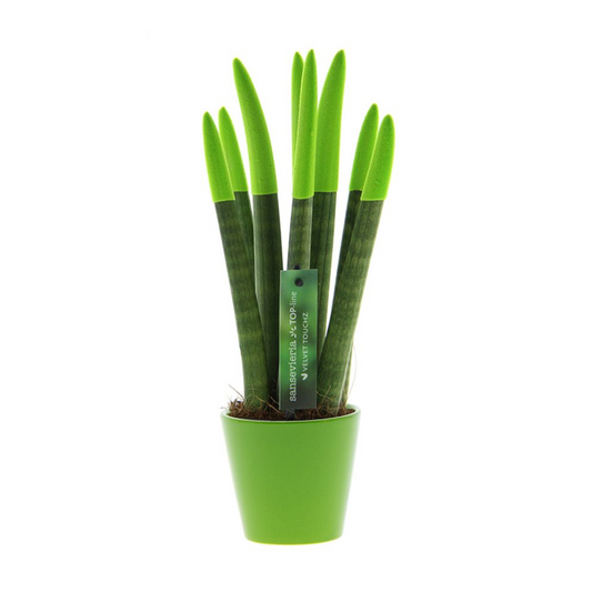 Snake Plant Velvet Touch - Sansevieria cylindrica - Height 20-40cm - ⌀9cm