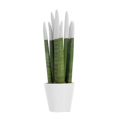 Langue de belle-mère - Sansevieria - Blanc - Hauteur 20-40cm - ⌀9cm