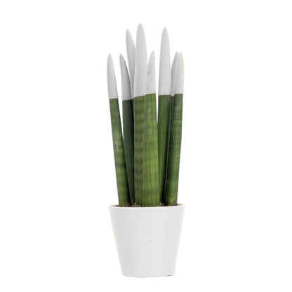 Langue de belle-mère - Sansevieria - Blanc - Hauteur 20-40cm - ⌀9cm