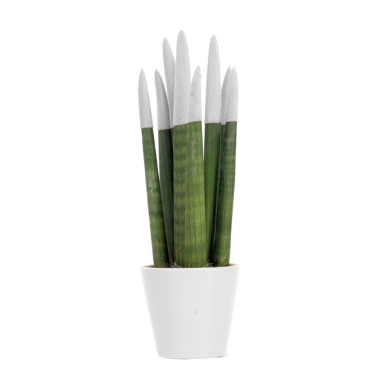 Langue de belle-mère - Sansevieria - Blanc - Hauteur 20-40cm - ⌀9cm