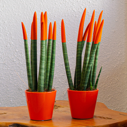 Langue de belle-mère - Set de 2 - Sansevieria cylindrica - H20-40cm - ⌀9cm