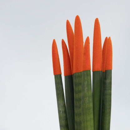 Langue de belle-mère - Set de 2 - Sansevieria cylindrica - H20-40cm - ⌀9cm