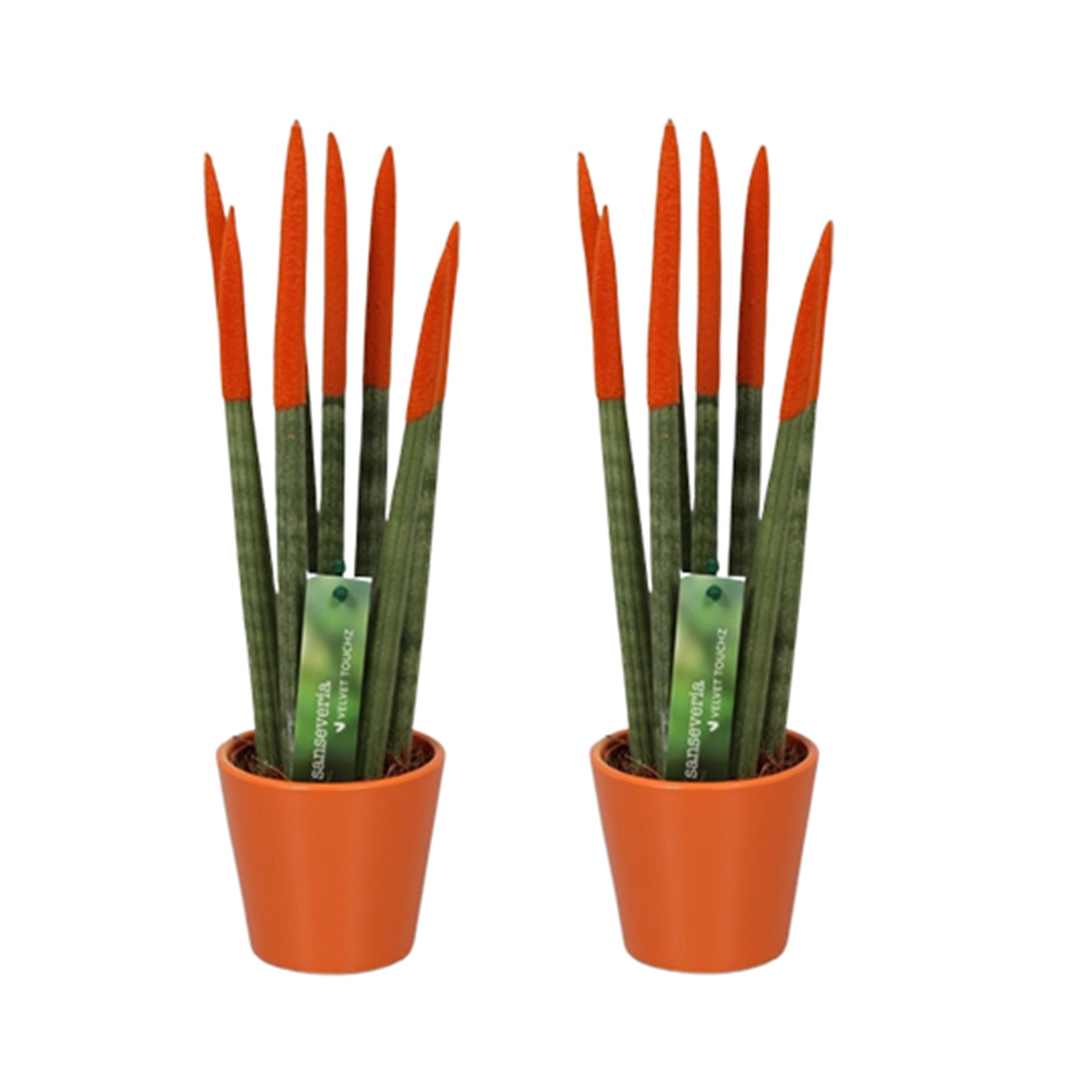 Snake Plant Velvet Touch - 2 pcs. - Sansevieria cylindrica - H20-40cm - ⌀9cm