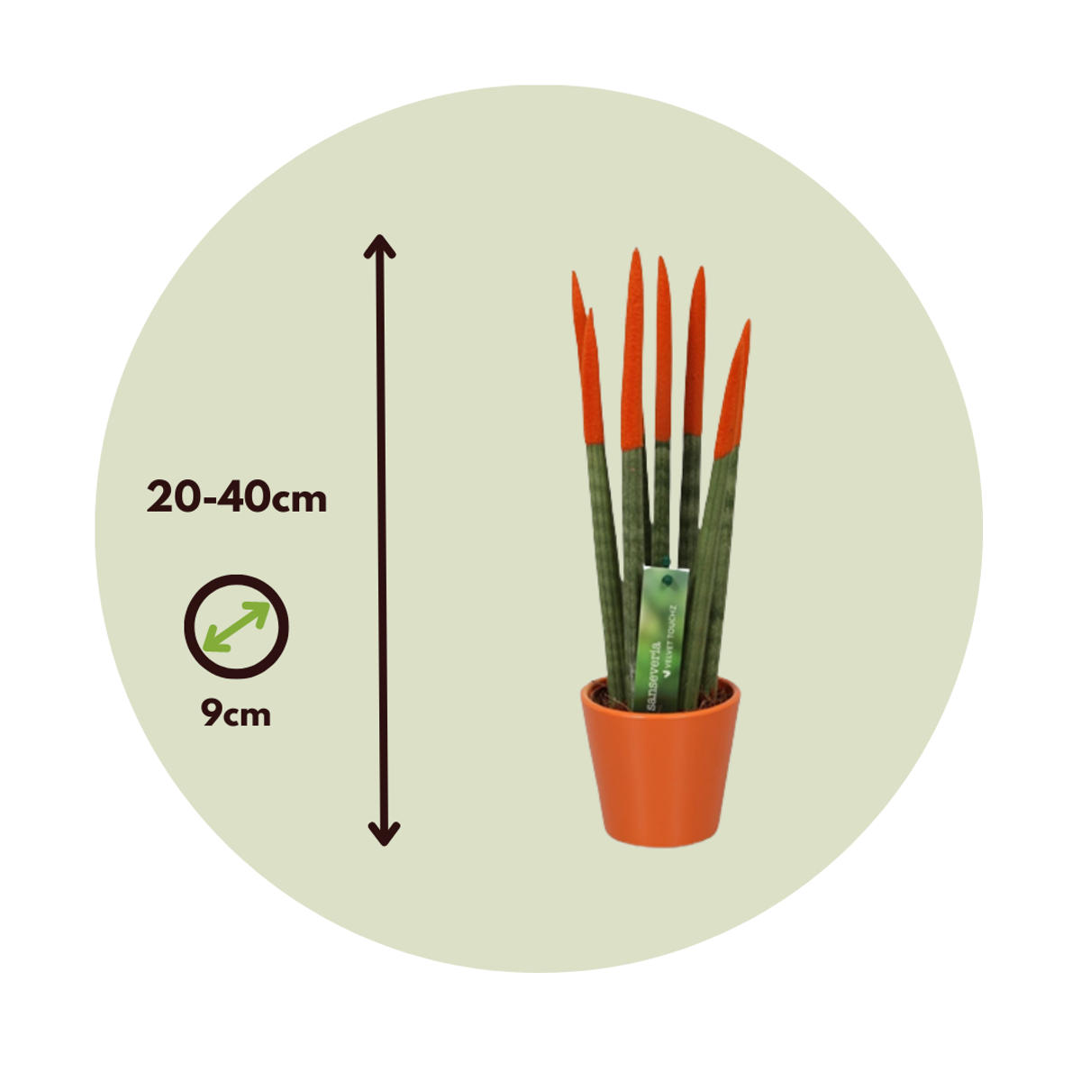 Snake Plant Velvet Touch - 2 pcs. - Sansevieria cylindrica - H20-40cm - ⌀9cm