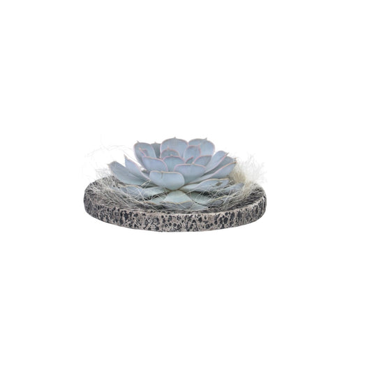 Echeveria Koala Bowl - Echeveria lilacina - Height 8cm
