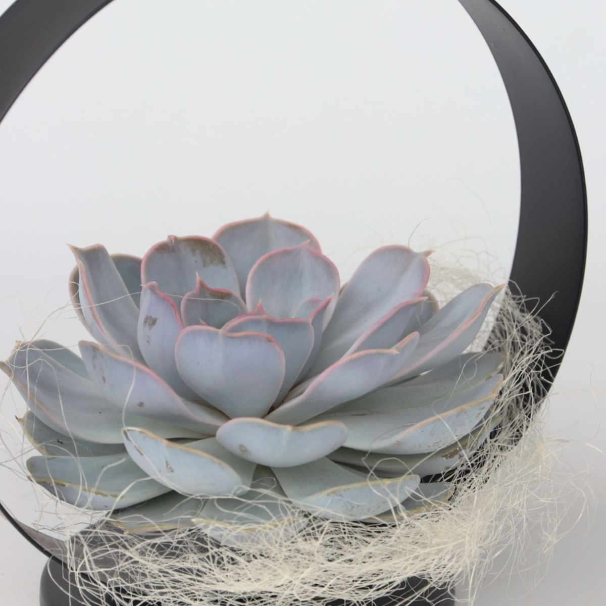 Anneau Métal Noir - Echeveria lilacina - Hauteur 20cm