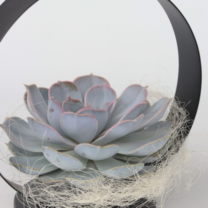 Anneau Métal Noir - Echeveria lilacina - Hauteur 20cm