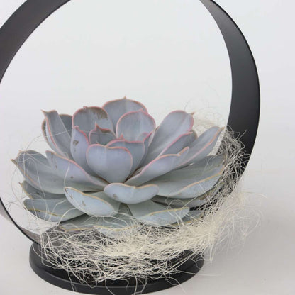 Anneau Métal Noir - Echeveria lilacina - Hauteur 20cm