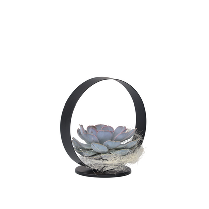 Anneau Métal Noir - Echeveria lilacina - Hauteur 20cm