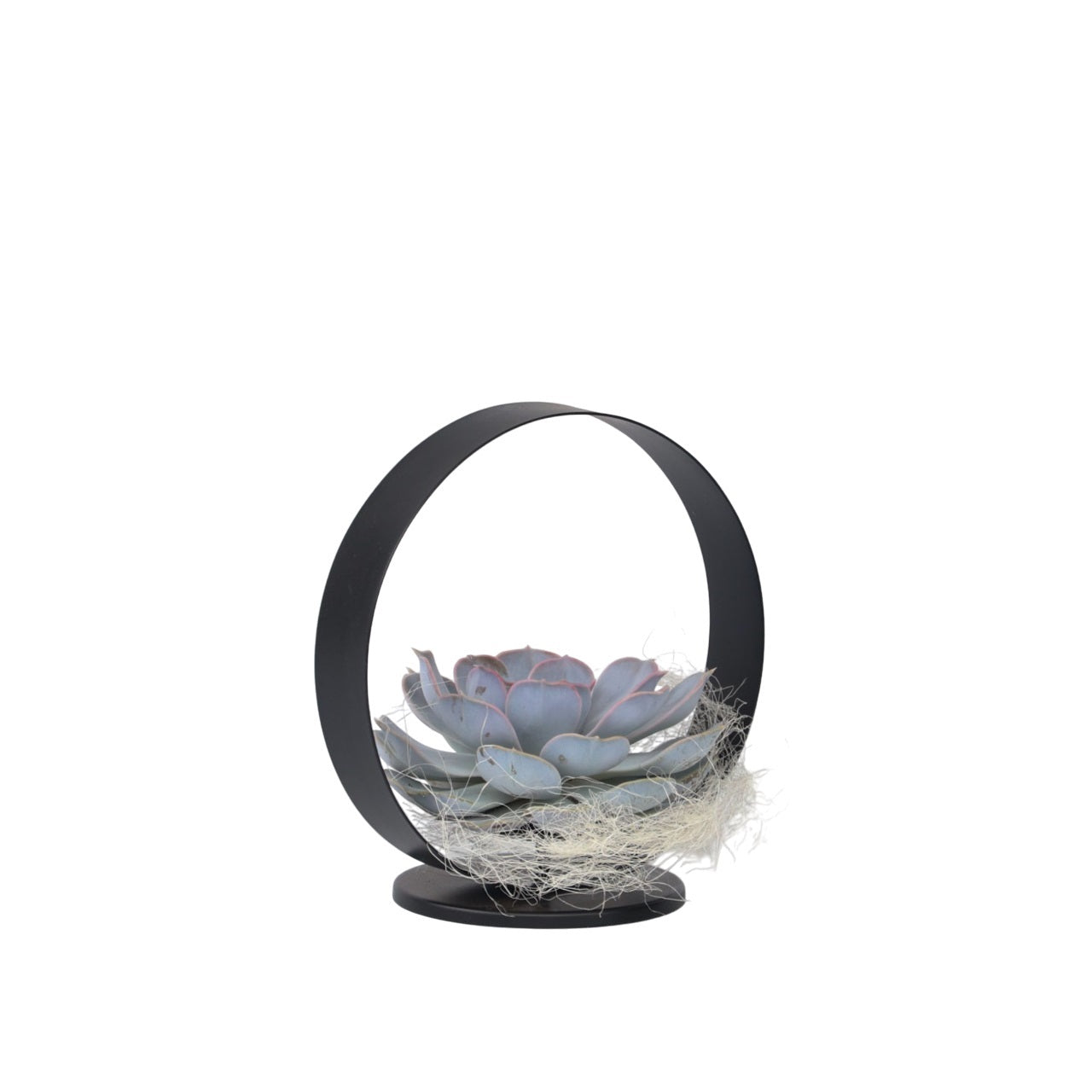 Anneau Métal Noir - Echeveria lilacina - Hauteur 20cm