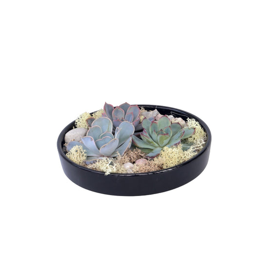 Echeveria Garden Mix Black - Echeveria lilacina - Height 8cm