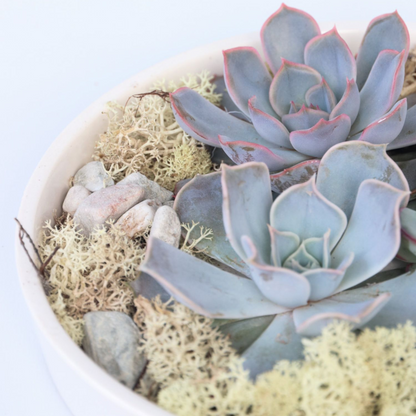 Mélange de Jardin Blanc - Echeveria lilacina - Hauteur 8cm - TD Plantz
