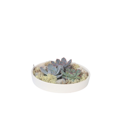 Mélange de Jardin Blanc - Echeveria lilacina - Hauteur 8cm - TD Plantz