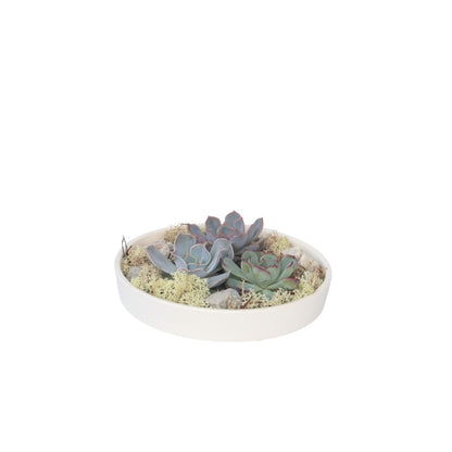 Mélange de Jardin Blanc - Echeveria lilacina - Hauteur 8cm - TD Plantz