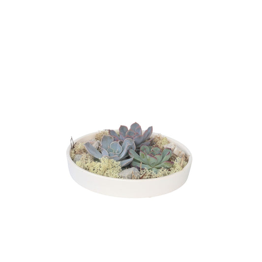 Echeveria Garden Mix White - Echeveria lilacina - Height 8cm