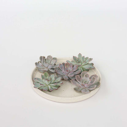 Bricolage décorative - Set de 5 - Echeveria lilacina - Hauteur 7cm