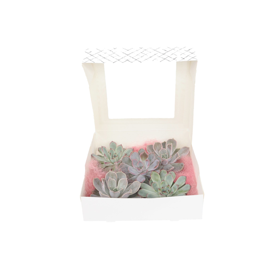 Echeveria DIY Mix - 5 pcs. - Echeveria lilacina - Height 7cm