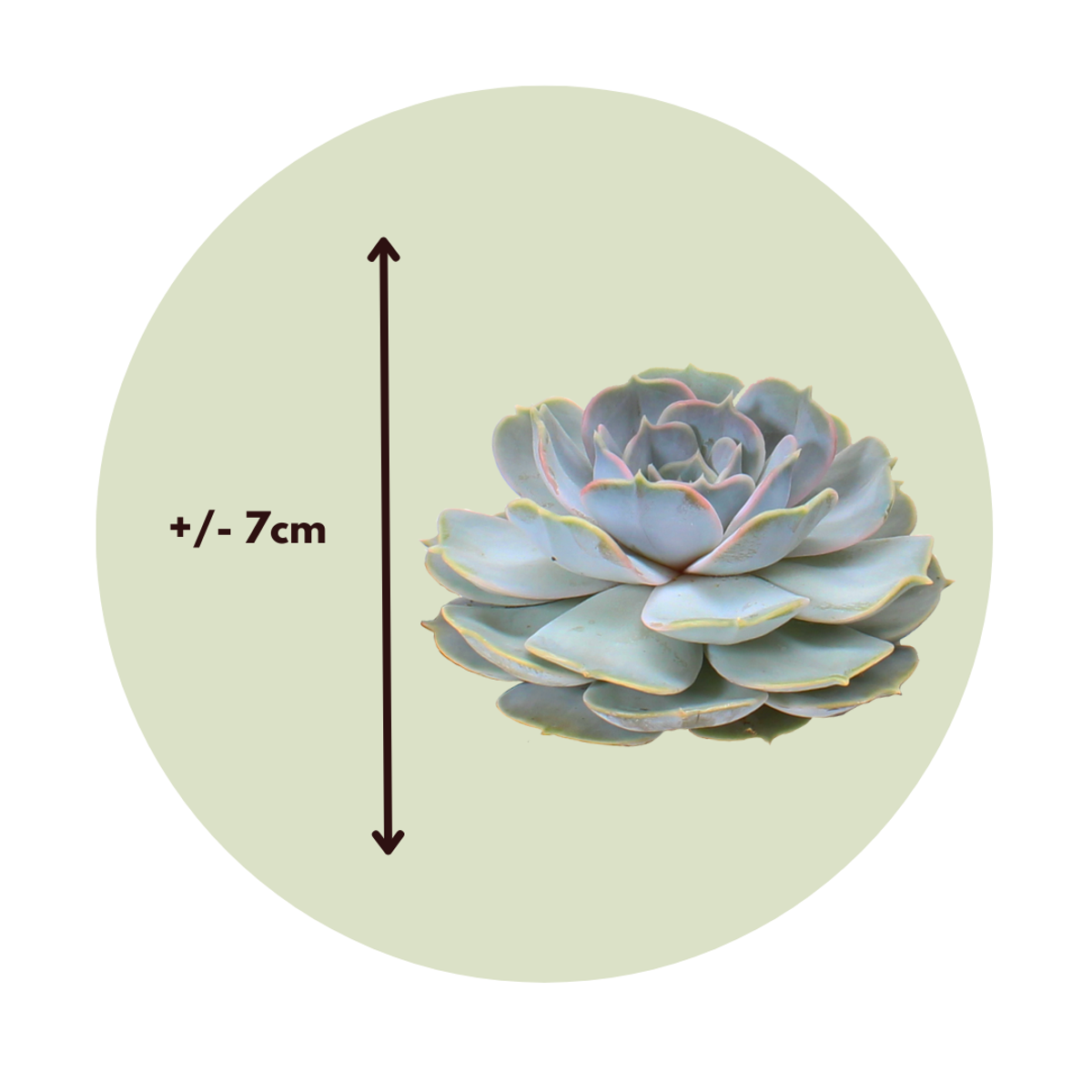 Bricolage décorative - Set de 5 - Echeveria lilacina - Hauteur 7cm