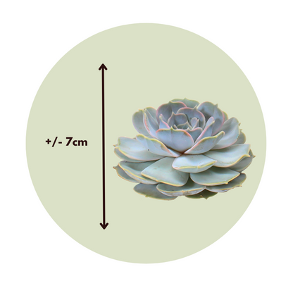 Bricolage décorative - Set de 5 - Echeveria lilacina - Hauteur 7cm