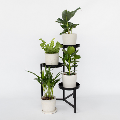 Houseplants 'Green Quartet' - 4 pcs. - Height 25-40cm - ⌀12cm