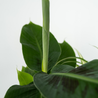 Houseplants 'Green Quartet' - 4 pcs. - Height 25-40cm - ⌀12cm