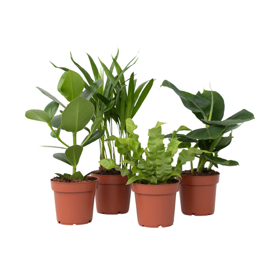 Houseplants 'Green Quartet' - 4 pcs. - Height 25-40cm - ⌀12cm
