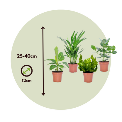Houseplants 'Green Quartet' - 4 pcs. - Height 25-40cm - ⌀12cm