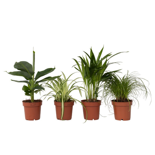 Pet Friendly Plants - 4 pcs. - Pet Friendy Mix - Height 25-40cm - ⌀12cm