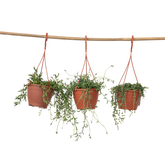 String of Pearls - Set of 3 - Senecio - ø 12cm