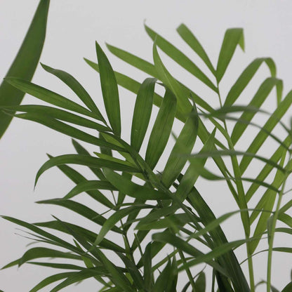 Set of large indoor palms - 3 pcs. - Indoor Palmmix XL - Height 70-90cm - ⌀17cm