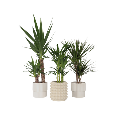 Set of large indoor palms - 3 pcs. - Indoor Palmmix XL - Height 70-90cm - ⌀17cm