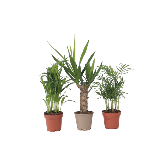 Small palm mix - 3 pcs. - Mini Indoor Palm Mix - Height 25-40cm - ⌀12cm