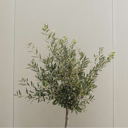 Olivier - Set de 2 - Olea europaea - Hauteur 90-100cm - ⌀21cm