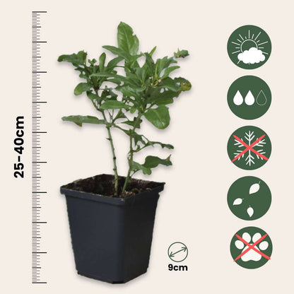 Dentelaire du Cap - Set de 6 - Plumbago auriculata - Hauteur 25-40cm - ⌀9cm - TD Plantz