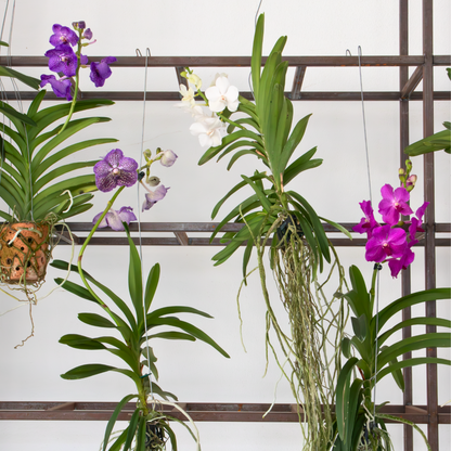 Vanda Orchid - Vanda 'White' - Height 55-65cm