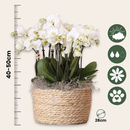 Orchidée en panier blanc - Phalaenopsis - Hauteur 40–50cm - ⌀28cm